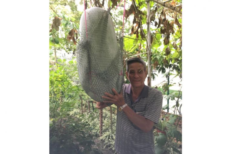 Biggest Winter Melon in Singapore is heavier than your skinny lian