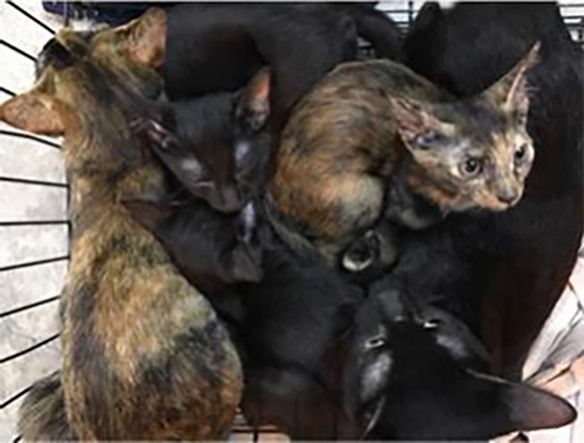 Woman fined for abandoning five cats