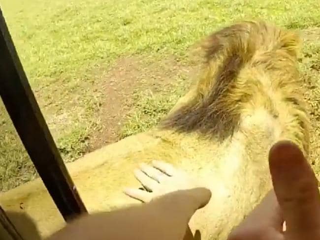 tourist touches lion