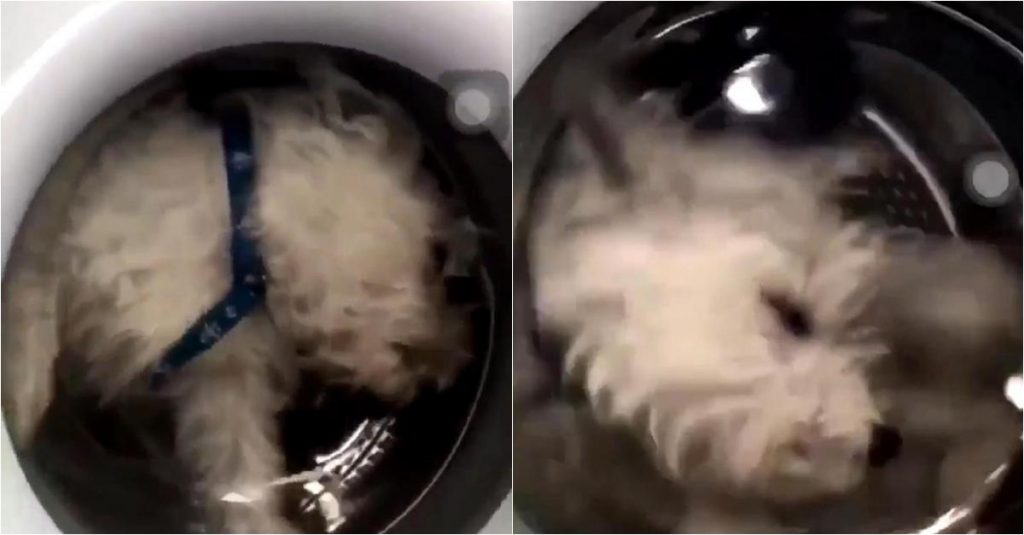 Woman traps her pet dog in a washing machine to gain more followers on Instagram