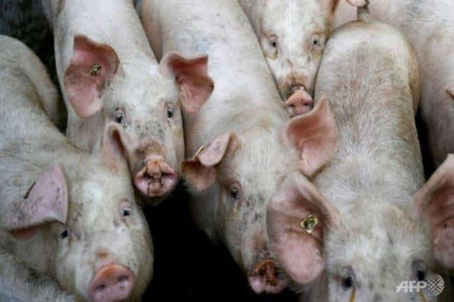 Some things you need to know about the African Swine Flu