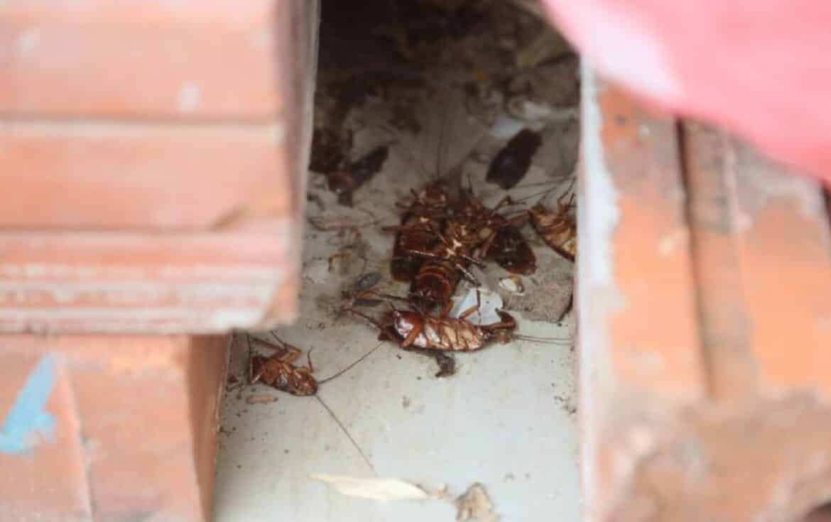 Hoarder turned his HDB flat into “cockroach house” with hundreds of cockroaches crawling out