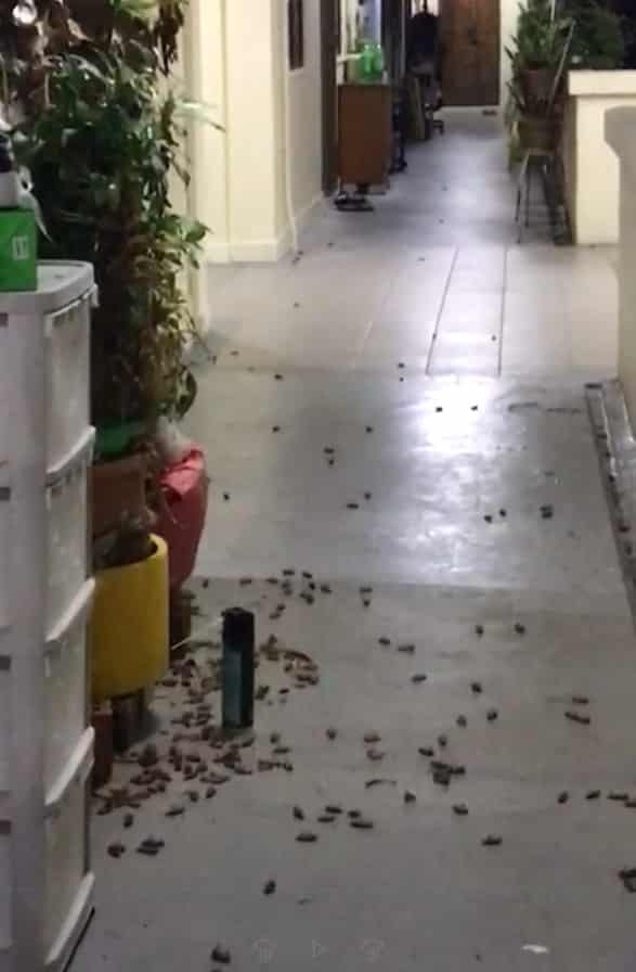 cockroaches uncle HDB