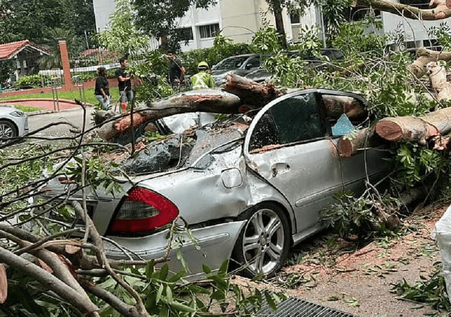 70-year-old Ah Ma almost kena crushed by a tree that fell on a car as a result of rain