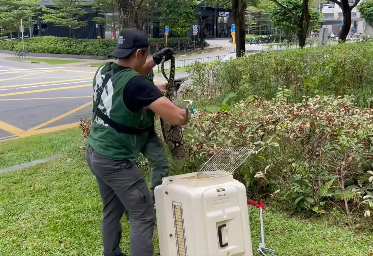 4m-long Python Near Paya Lebar Square Safely Removed by NParks
