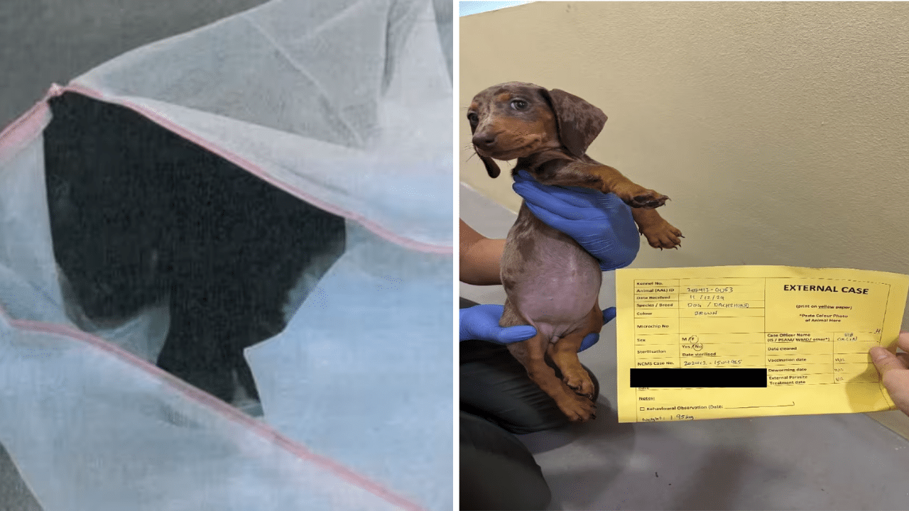 Man Guilty of Smuggling Puppy into Singapore in Laundry Bag Gets Jail Time and Fine