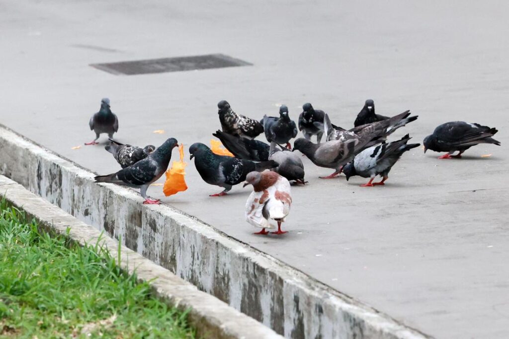 Pigeons feeding on city pavement with bread crumbs, urban wildlife and social birds.