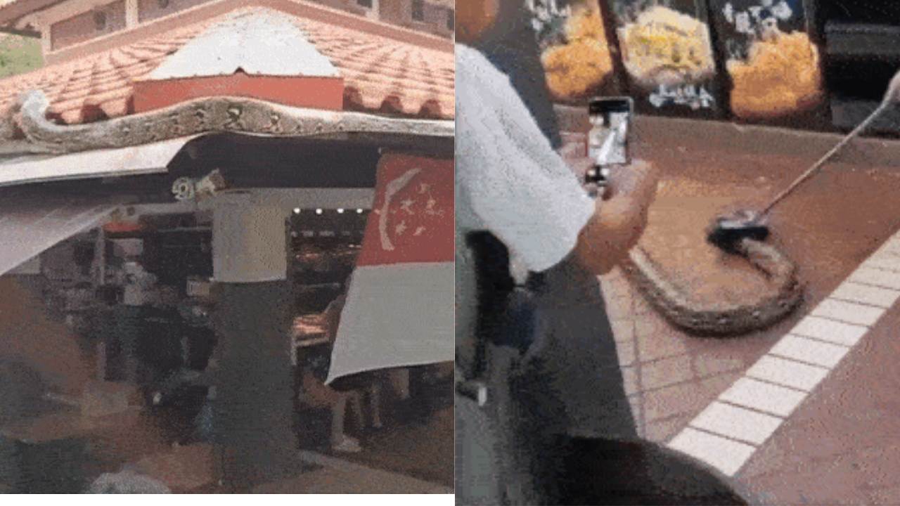 Viral Video Shows Python Captured at Coffeeshop