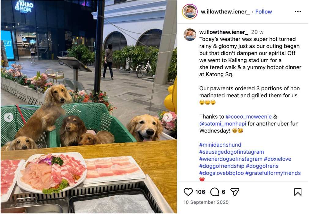 Pet dogs were seen eating raw meat off restaurant plates at a Katong hotpot outlet. The manager said the entire set of tableware used was immediately discarded